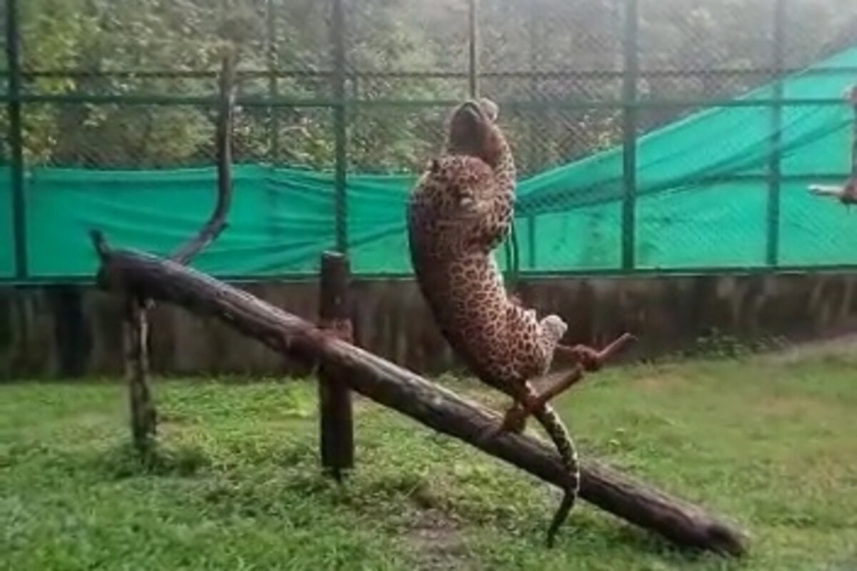 *টানা ৬ মাসের বেশী সময়ে নিজেদের এনক্লোজারেই আপন মেজাজে এক্কেবারে নির্জনতায় কখোনো খেলায়, আবার কখোনো বা শারিরীক কসরতে ব্যস্ত ছিল ওরা। ওরা মানে শচীন, সৌরভ, রিকা, কিকা, বেভান, জেনিফারেরা! রয়েল বেঙ্গল টাইগার, ব্ল্যাক বিয়ার, লেপার্ডদের পোশাকি নাম। *টানা ৬ মাসের বেশী সময়ে নিজেদের এনক্লোজারেই আপন মেজাজে এক্কেবারে নির্জনতায় কখোনো খেলায়, আবার কখোনো বা শারিরীক কসরতে ব্যস্ত ছিল ওরা। ওরা মানে শচীন, সৌরভ, রিকা, কিকা, বেভান, জেনিফারেরা! রয়েল বেঙ্গল টাইগার, ব্ল্যাক বিয়ার, লেপার্ডদের পোশাকি নাম।