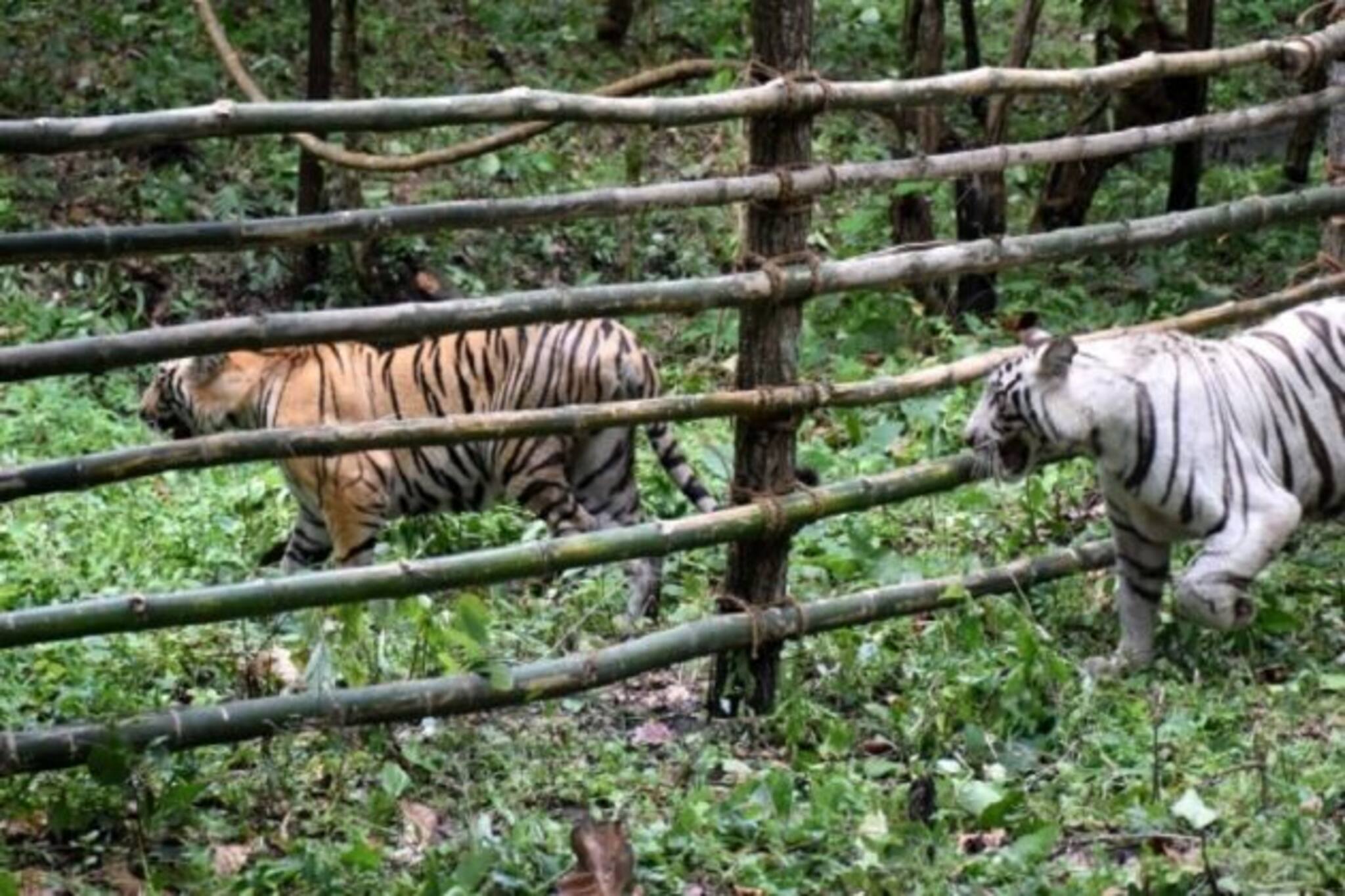 ২০০ দিন পর দরজা খুলছে শিলিগুড়ি বেঙ্গল সাফারি পার্ক, ক্ষতির পরিমাণ প্রায় ১ কোটি ৩০ লক্ষ!