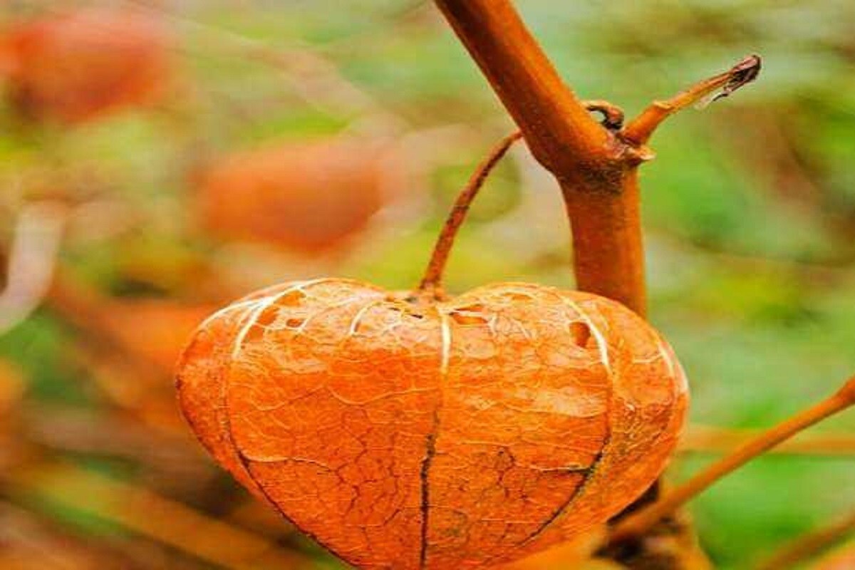 ডায়াবেটিস, আর্থারাইটিস, মস্তিষ্কের স্বাস্থ্য বৃদ্ধি ঘটায়, সাপের বিষনাশক হিসাবে, ত্বকের পক্ষে বেশ উপকারী এছাড়াও সুফল রয়েছে একগুচ্ছ ৷ ৷ প্রতীকী ছবি ৷ ডায়াবেটিস, আর্থারাইটিস, মস্তিষ্কের স্বাস্থ্য বৃদ্ধি ঘটায়, সাপের বিষনাশক হিসাবে, ত্বকের পক্ষে বেশ উপকারী এছাড়াও সুফল রয়েছে একগুচ্ছ ৷ ৷ প্রতীকী ছবি ৷