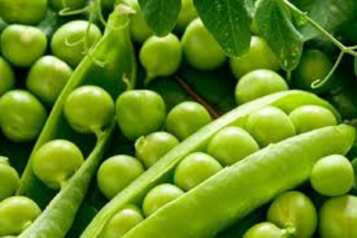মটরশুঁটিতে ক্যালসিয়াম, পটাসিয়াম, ম্যাগনেসিয়ম, আয়রন, ভিটামিন সি, ফলিক অ্যাসিড, বিটাক্যারোটিন, ভিটামিন এ, ফসফরাস, জিঙ্ক, ভিটামিন বি কমপ্লেক্স থাকে এমনকি ভিটামিন কেও সামান্য হারে থাকে মটরশুঁটিতে ৷ মটরশুঁটিতে ক্যালসিয়াম, পটাসিয়াম, ম্যাগনেসিয়ম, আয়রন, ভিটামিন সি, ফলিক অ্যাসিড, বিটাক্যারোটিন, ভিটামিন এ, ফসফরাস, জিঙ্ক, ভিটামিন বি কমপ্লেক্স থাকে এমনকি ভিটামিন কেও সামান্য হারে থাকে মটরশুঁটিতে ৷