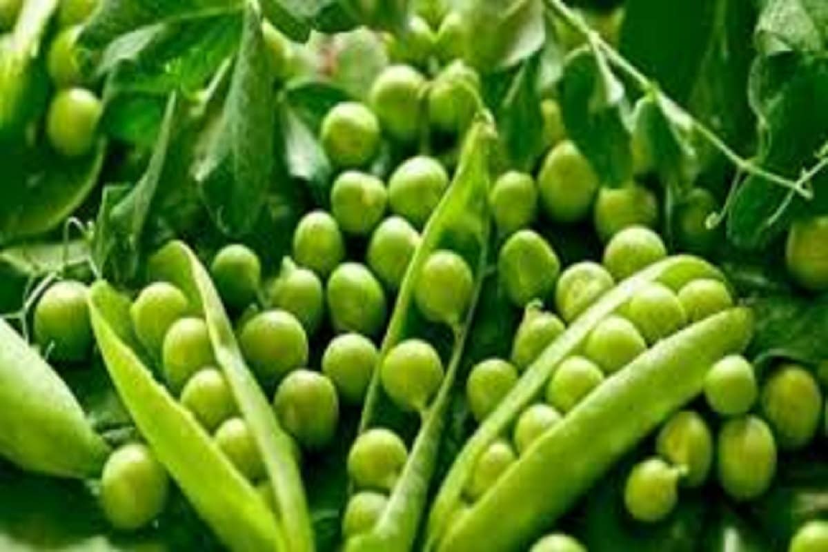 অ্যান্টি অক্সিডেন্ট মটরশুঁটিতে থাকে বলেই শিশুদের রোগ প্রতিরোধ ক্ষমতা বাড়ে ৷ এছাড়াও রক্তে কোলেস্টেরলের সমতা বজায় রাখে মটরশুঁটি ৷ অ্যান্টি অক্সিডেন্ট মটরশুঁটিতে থাকে বলেই শিশুদের রোগ প্রতিরোধ ক্ষমতা বাড়ে ৷ এছাড়াও রক্তে কোলেস্টেরলের সমতা বজায় রাখে মটরশুঁটি ৷