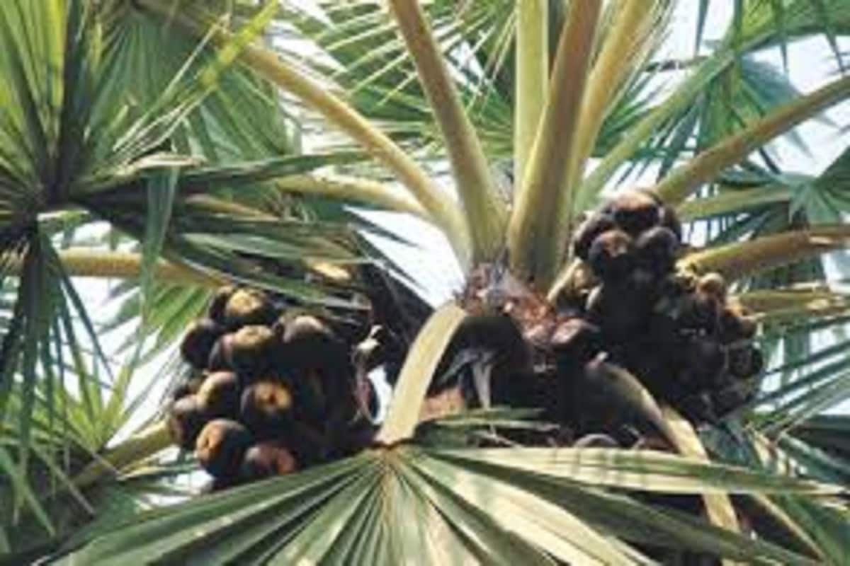 সর্দি, মাথাব্যথা, হুপিং কাশি, অনিদ্রা দূর হয় ৷ গনোরিয়া, আমাশয় থেকেও মুক্তি দেয় তাল ৷ প্রতীকী ছবি ৷ সর্দি, মাথাব্যথা, হুপিং কাশি, অনিদ্রা দূর হয় ৷ গনোরিয়া, আমাশয় থেকেও মুক্তি দেয় তাল ৷ প্রতীকী ছবি ৷