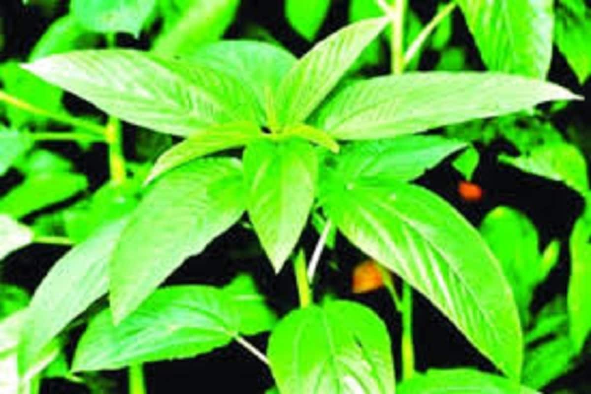 পাটশাকে ভিটামিন ও ক্য্য্যারোটিন থাকায় মুখের ঘা দূর করে ৷ প্রধানত ভিটামিন সি থাকায় স্কার্ভি রোগ ঘেঁষতে পারেনা সহজে ৷ প্রতীকী ছবি ৷ পাটশাকে ভিটামিন ও ক্য্য্যারোটিন থাকায় মুখের ঘা দূর করে ৷ প্রধানত ভিটামিন সি থাকায় স্কার্ভি রোগ ঘেঁষতে পারেনা সহজে ৷ প্রতীকী ছবি ৷