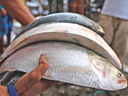 এখন বাজারে গিয়ে না ঠকে কীভাবে চিনে নেবেন পদ্মার ইলিশ? ফিশ ইমপোটার্স অ্যাসোসিয়েশনের সভাপতি অতুলচন্দ্র দাস বলেন, যেসব ইলিশ মাছ একটু ঘাড় মোটা এবং মাথার দিকে একটু হলুদ, সেগুলি নিঃসন্দেহে পদ্মার ইলিশ ৷ অন্য ইলিশের থেকে আঁশও অনেক বেশি চকচকে হয় ৷কেনার সময় এই বিষয়টি মাথায় রাখলে আর কেউ ঠকাতে পারবে না ৷ এখন বাজারে গিয়ে না ঠকে কীভাবে চিনে নেবেন পদ্মার ইলিশ? ফিশ ইমপোটার্স অ্যাসোসিয়েশনের সভাপতি অতুলচন্দ্র দাস বলেন, যেসব ইলিশ মাছ একটু ঘাড় মোটা এবং মাথার দিকে একটু হলুদ, সেগুলি নিঃসন্দেহে পদ্মার ইলিশ ৷ অন্য ইলিশের থেকে আঁশও অনেক বেশি চকচকে হয় ৷কেনার সময় এই বিষয়টি মাথায় রাখলে আর কেউ ঠকাতে পারবে না ৷