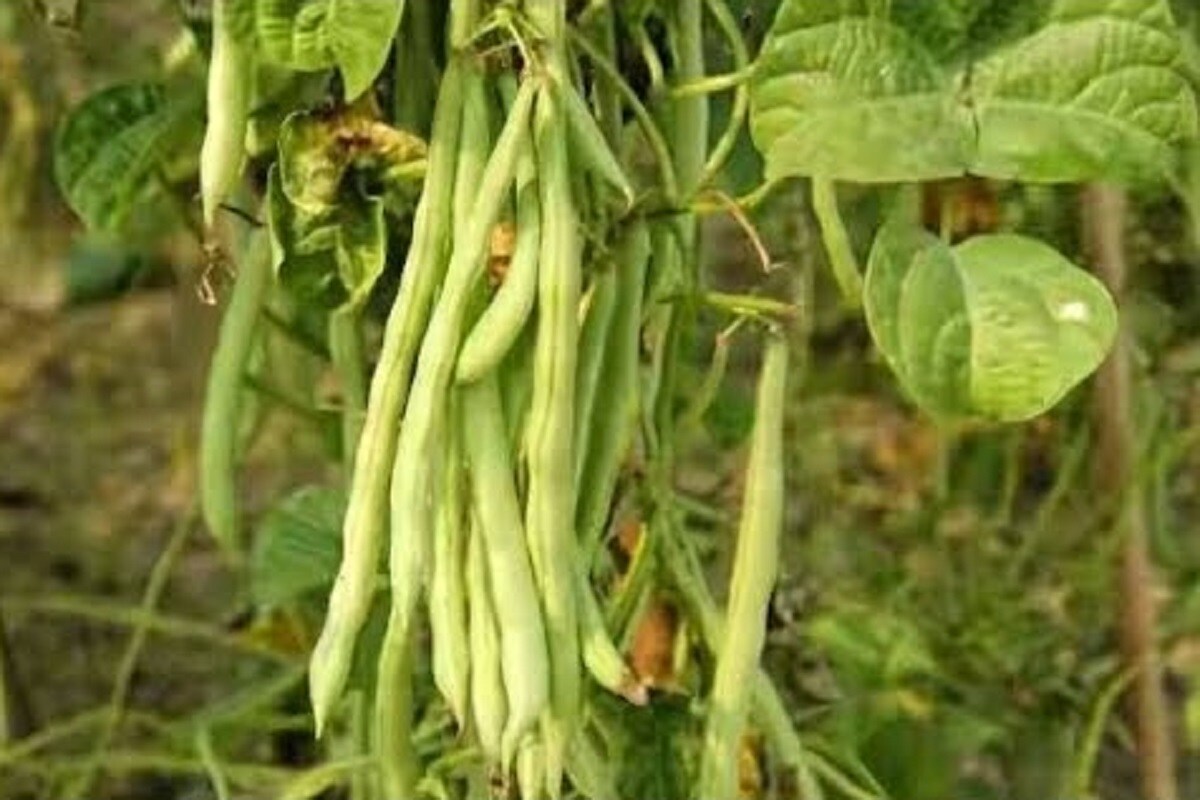 খনিজ পদার্থ, ভিটামিন, ক্যালসিয়াম প্রচুর পরিমাণে রয়েছে ৷ বিনে প্রচুর পরিমাণে আয়রন আছে ৷ শক্তি বৃদ্ধিতে অত্যন্ত প্রয়োজনীয় ৷ প্রতীকী ছবি ৷ খনিজ পদার্থ, ভিটামিন, ক্যালসিয়াম প্রচুর পরিমাণে রয়েছে ৷ বিনে প্রচুর পরিমাণে আয়রন আছে ৷ শক্তি বৃদ্ধিতে অত্যন্ত প্রয়োজনীয় ৷ প্রতীকী ছবি ৷