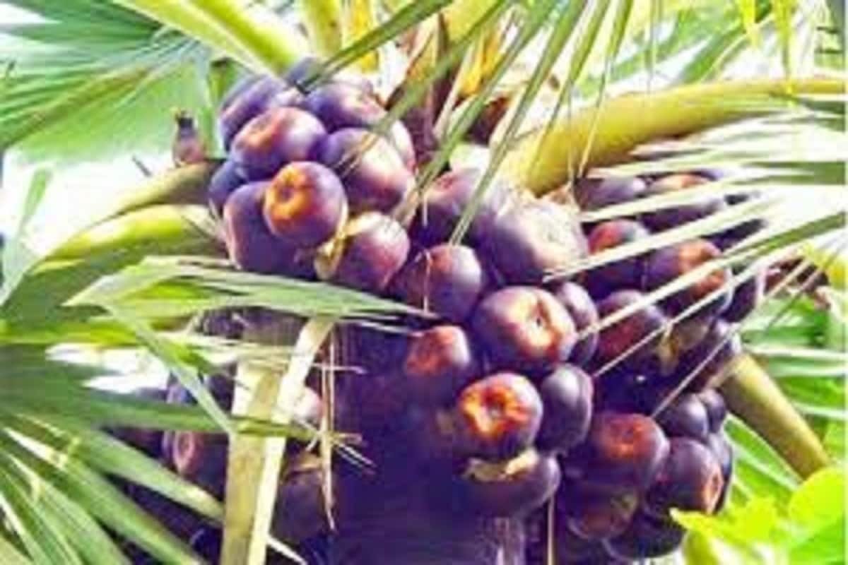 তালের রসে প্রচুর পরিমাণে ভিটামিন বি কমপ্লেক্স থাকে ৷ তালের রসে কৃমির সমস্যা থেকে মুক্তি পাওয়া যায় ৷ প্রতীকী ছবি ৷ তালের রসে প্রচুর পরিমাণে ভিটামিন বি কমপ্লেক্স থাকে ৷ তালের রসে কৃমির সমস্যা থেকে মুক্তি পাওয়া যায় ৷ প্রতীকী ছবি ৷