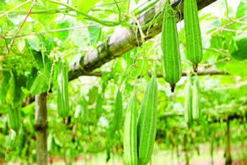 বিভিন্ন ধরনের জীবাণু দূর করে থাকে ৷ সর্বোপরি ঝিঙে খেলে পেট ঠান্ডা করে ৷ প্রতীকী ছবি ৷
