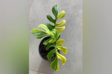 গাছটিতে রয়েছে মোটে ৪টি পাতা, নিলামে দাম উঠল ৪ লাখ! কিন্তু কেন? গাছটিতে রয়েছে মোটে ৪টি পাতা, নিলামে দাম উঠল ৪ লাখ! কিন্তু কেন?
