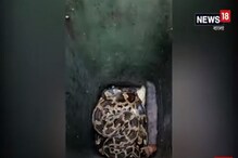 আবাসনের ডাস্টবিন থেকে বেরোল বিশাল পাইথন, হুলস্থুল গোটা এলাকায়, দেখুন video আবাসনের ডাস্টবিন থেকে বেরোল বিশাল পাইথন, হুলস্থুল গোটা এলাকায়, দেখুন video