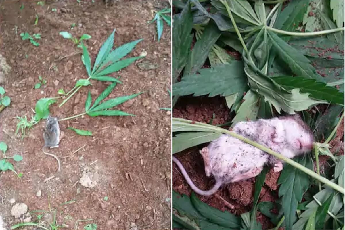 জীবনে প্রথমবার কেউ যদি গাঁজা খেয়ে থাকে তাহলে বেহুঁশ হয়ে পড়া খুবই সাধারণ একটা বিষয়। কিন্তু ওই নেশাদ্রব্য যদি মানুষের বদলে কোনও জীব-জন্তু খেয়ে বসে...! তেমনই এক ঘটনা ঘটেছে কানাডার নিউ ব্রুন্সউইকের বাসিন্দা কলিন সুলিভানের বাড়িতে। Photo Courtesy: Colin Sullivan জীবনে প্রথমবার কেউ যদি গাঁজা খেয়ে থাকে তাহলে বেহুঁশ হয়ে পড়া খুবই সাধারণ একটা বিষয়। কিন্তু ওই নেশাদ্রব্য যদি মানুষের বদলে কোনও জীব-জন্তু খেয়ে বসে...! তেমনই এক ঘটনা ঘটেছে কানাডার নিউ ব্রুন্সউইকের বাসিন্দা কলিন সুলিভানের বাড়িতে। Photo Courtesy: Colin Sullivan