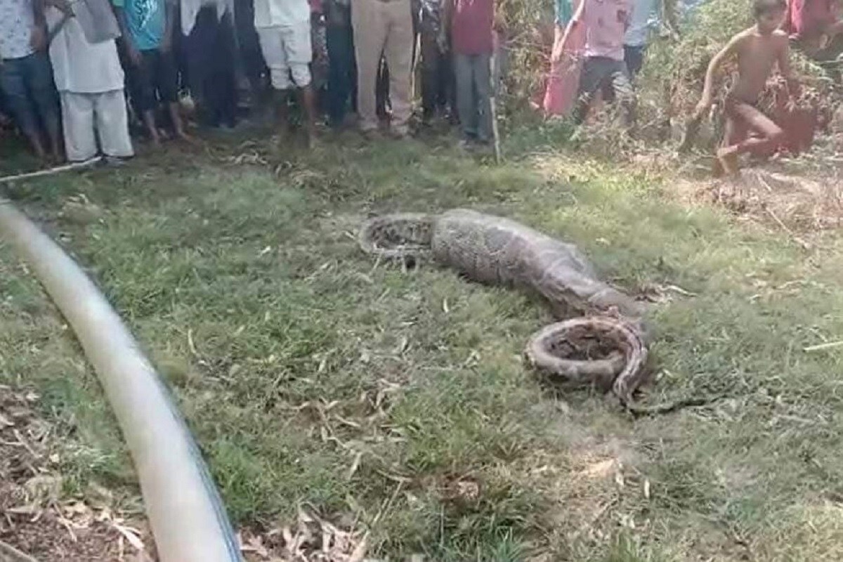 শনিবার দুপুরবেলার পর কৃষকরা দেবদত্ত খড়্গবংশী -র মেয়ে হিমাংশী ও লক্ষ্মী আখের ক্ষেতে বাহ্যের কাজের জন্য গিয়েছিল৷ সেই সময়েই দুই বোন ক্ষেতে সাপটিকে দেখতে পায়৷ অজগরটিকে দেথে হিমাংশী অজ্ঞান হয়ে গিয়েছিল আর তখনই অন্য বোন লক্ষ্মী চিৎকার করতে শুরু করে৷ (Source: News18) শনিবার দুপুরবেলার পর কৃষকরা দেবদত্ত খড়্গবংশী -র মেয়ে হিমাংশী ও লক্ষ্মী আখের ক্ষেতে বাহ্যের কাজের জন্য গিয়েছিল৷ সেই সময়েই দুই বোন ক্ষেতে সাপটিকে দেখতে পায়৷ অজগরটিকে দেথে হিমাংশী অজ্ঞান হয়ে গিয়েছিল আর তখনই অন্য বোন লক্ষ্মী চিৎকার করতে শুরু করে৷ (Source: News18)