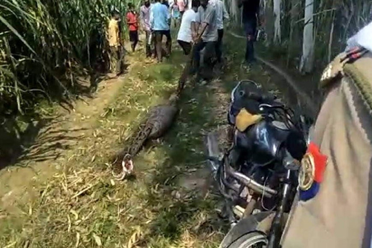 চিৎকার শুনে আশপাশের ক্ষেত থেকে এবং গ্রাম থেকে লোক দৌড়ে দৌড়ে সেখানে এসে পৌঁছয়৷ ততক্ষণে অজগরটি নীলগাইয়ের বাচ্চাটিকে গিলে ফেলেছিল৷ (Source: News18) চিৎকার শুনে আশপাশের ক্ষেত থেকে এবং গ্রাম থেকে লোক দৌড়ে দৌড়ে সেখানে এসে পৌঁছয়৷ ততক্ষণে অজগরটি নীলগাইয়ের বাচ্চাটিকে গিলে ফেলেছিল৷ (Source: News18)