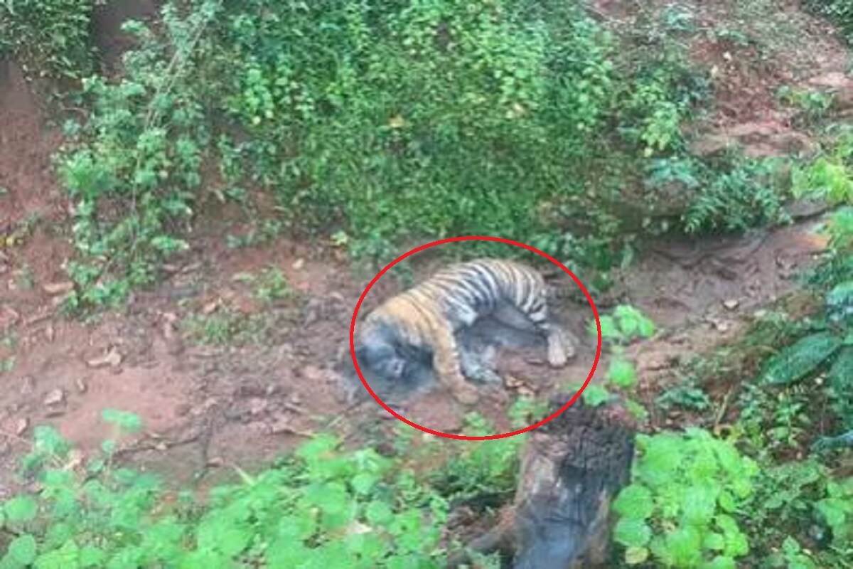 শুধু কাঁধের হাড়ই নয়, বাঘের মাথা গুঁড়িয়ে দেওয়া হয়েছেষ পাশাপাশি মাথা থেকেই খুবলে মাংসও খেয়ে নিয়েছে বাঘটি৷ যদিও বাকি দেহাংশের মাংসে হাত দেয়নি সেই লড়াইয়ে জয়ী বাঘ৷Photo -File শুধু কাঁধের হাড়ই নয়, বাঘের মাথা গুঁড়িয়ে দেওয়া হয়েছেষ পাশাপাশি মাথা থেকেই খুবলে মাংসও খেয়ে নিয়েছে বাঘটি৷ যদিও বাকি দেহাংশের মাংসে হাত দেয়নি সেই লড়াইয়ে জয়ী বাঘ৷Photo -File