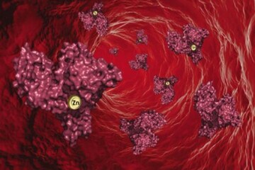 সাবধান!রক্তে জিঙ্ক কম থাকলে বাড়তে পারে করোনায় মৃত্যুর সম্ভাবনা,জানাচ্ছে সমীক্ষা সাবধান!রক্তে জিঙ্ক কম থাকলে বাড়তে পারে করোনায় মৃত্যুর সম্ভাবনা,জানাচ্ছে সমীক্ষা