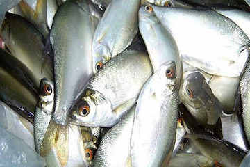 সাফ‌ল্য!‌ প্রথমবার পুকুরে হচ্ছে ইলিশ মাছ, দাবি বাংলাদেশের সংবাদমাধ্যমের