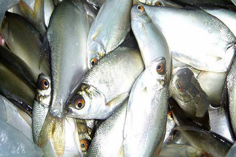 • এতদিন মাছ পেতে অনেক ঝক্কি পোয়াতে হত। আলাদা ভাবে চাষ করা যেত না ইলিশ মাছ। একটি নির্দিষ্ট সময়ে এই বহুমূল্য মাছ আসত বাজারে। আর সেই মাছই এবার নাকি হচ্ছে একেবারে পুকুরে। ‌স্বাদে গন্ধে একেবারে ইলিশ মাছ।