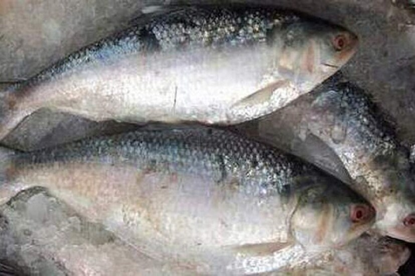 • বাংলাদেশের একাধিক সংবাদমাধ্যমে লেখা হয়েছে, ‘‌ মহেশপুর উপজেলায় পান্তাপাড়া গ্রামের আলিউজ্জামান প্রথম এই মনিপুরি ইলিশটি তাদের এলাকায় নিয়ে আসেন। এর পূর্বে কেউ এই মাছের চাষ সম্পর্কে বুঝতেন না। উপজেলার বাশবাড়িয়া ও পান্তাপাড়া ইউনিয়নের তিনটি গ্রামে প্রায় অর্ধশত পুকুরে ১২ লাখ পোনা ছাড়া হয়েছে। ২ মাস পূর্বে পোনা ছেড়ে আশা করছেন ৭ থেকে ৮ মাস বয়স হলেই বাজারে তুলতে পারবেন তারা।’‌ (‌ইলিশের ছবি)‌