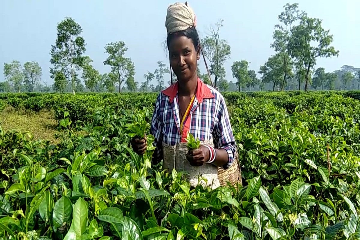 ঠিক তাই, রেকর্ড হারে বৃদ্ধি পেয়েছে অসম চায়ের দাম৷ দুলু হাজারিকা জানাচ্ছেন, তিনি চা বাগানের পাশাপাশি একটি চা কারখানাও কিনেছিলেন৷ গত মার্চে সবুজ চা পাতার দাম ১৬ থেকে ১৮ টাকা কিলো দর ছিল৷ লকডাউনের পরে চা উত্পাদন ব্যাপক মার খায়৷ উত্পাদন কম হওয়ার ফলে দাম বাড়তে থাকে৷ করোনা অতিমারি আমাদের মতো চা বাগান মালিকদের কাছে আশীর্বাদ হয়ে এসেছে৷ ঠিক তাই, রেকর্ড হারে বৃদ্ধি পেয়েছে অসম চায়ের দাম৷ দুলু হাজারিকা জানাচ্ছেন, তিনি চা বাগানের পাশাপাশি একটি চা কারখানাও কিনেছিলেন৷ গত মার্চে সবুজ চা পাতার দাম ১৬ থেকে ১৮ টাকা কিলো দর ছিল৷ লকডাউনের পরে চা উত্পাদন ব্যাপক মার খায়৷ উত্পাদন কম হওয়ার ফলে দাম বাড়তে থাকে৷ করোনা অতিমারি আমাদের মতো চা বাগান মালিকদের কাছে আশীর্বাদ হয়ে এসেছে৷