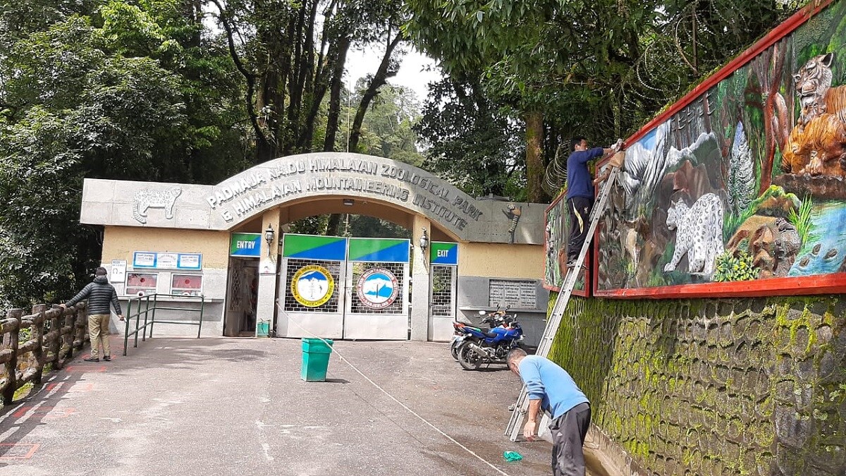 ৭ হাজার ফুট উচ্চতায় অবস্থিত এই চিড়িয়াখানা পথ চলা শুরু করে ১৯৫৮ সালের ১৪ আগস্ট। যেখানে প্রতি বছর গড়ে ৩ লাখের কাছাকাছি দেশ-বিদেশের পর্যটকের আনাগোনা। করোনায় থমকে গিয়েছে যাবতীয় সবকিছু। পর্যটকহীন পাহাড়ে ধীরে ধীরে পা ফেলছে দেশের পর্যটকেরা। সেদিকে তাকিয়েই কাল থেকে খুলে যাচ্ছে পাহাড়ের এই চিড়িয়াখানা। ৭ হাজার ফুট উচ্চতায় অবস্থিত এই চিড়িয়াখানা পথ চলা শুরু করে ১৯৫৮ সালের ১৪ আগস্ট। যেখানে প্রতি বছর গড়ে ৩ লাখের কাছাকাছি দেশ-বিদেশের পর্যটকের আনাগোনা। করোনায় থমকে গিয়েছে যাবতীয় সবকিছু। পর্যটকহীন পাহাড়ে ধীরে ধীরে পা ফেলছে দেশের পর্যটকেরা। সেদিকে তাকিয়েই কাল থেকে খুলে যাচ্ছে পাহাড়ের এই চিড়িয়াখানা।