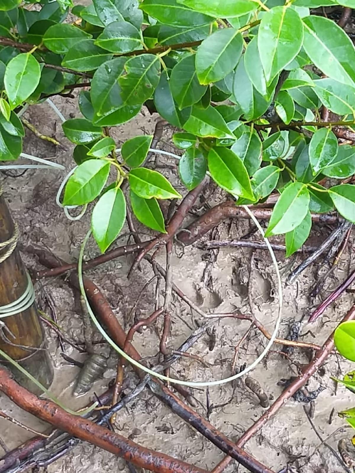 এদিন সন্ধ্যাবেলায় আচমকাই নদী সাঁতরে চলে আসে একটি বাঘ। ভীম নায়েক নামে ওই গ্রামবাসীর গোয়ালে ঢুকে পড়ে নির্বিচারে একটি গোরুকে মেরে ফেলে। এই খবর চাউর হতেই শোরগোল পড়ে যায়। খবর দেওয়া হয় পুলিস ও বনদফতরকে৷ এদিন সন্ধ্যাবেলায় আচমকাই নদী সাঁতরে চলে আসে একটি বাঘ। ভীম নায়েক নামে ওই গ্রামবাসীর গোয়ালে ঢুকে পড়ে নির্বিচারে একটি গোরুকে মেরে ফেলে। এই খবর চাউর হতেই শোরগোল পড়ে যায়। খবর দেওয়া হয় পুলিস ও বনদফতরকে৷