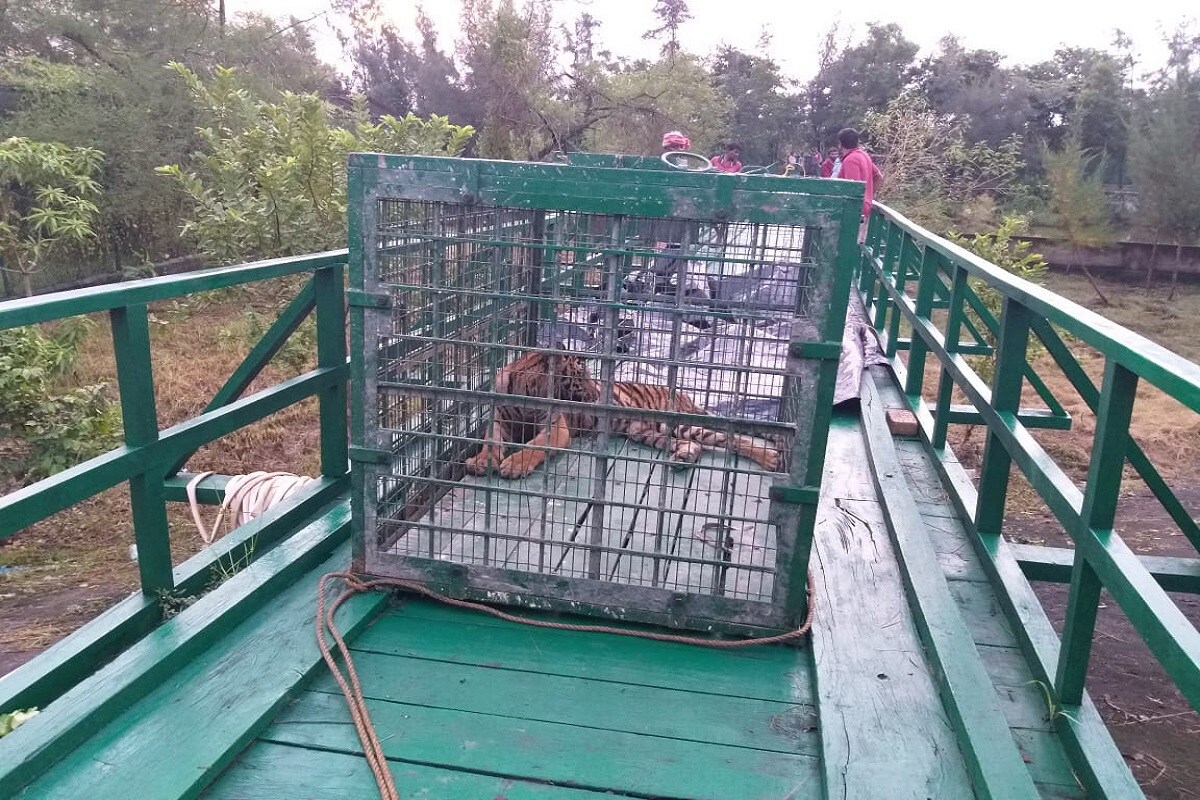এলাকায় পর্যাপ্ত পরিমাণে আলোর ব্যবস্থা করা হয়েছে। কীভাবে বাঘটিকে খাঁচা বন্দি করা যায় তা নিয়ে চলছে নানা রকম পরিকল্পনা। রাতের অন্ধকার হওয়ায় সমস্যা হলেও রাত্রেই জাল দিয়ে ঘিরে দেওয়া হয় গ্রামের পাশের জঙ্গলটি। এদিকে গ্রামবাসীরা লাঠিসোটা নিয়ে রাস্তায় পাহারা নেমেছেন। এলাকায় পর্যাপ্ত পরিমাণে আলোর ব্যবস্থা করা হয়েছে। কীভাবে বাঘটিকে খাঁচা বন্দি করা যায় তা নিয়ে চলছে নানা রকম পরিকল্পনা। রাতের অন্ধকার হওয়ায় সমস্যা হলেও রাত্রেই জাল দিয়ে ঘিরে দেওয়া হয় গ্রামের পাশের জঙ্গলটি। এদিকে গ্রামবাসীরা লাঠিসোটা নিয়ে রাস্তায় পাহারা নেমেছেন।