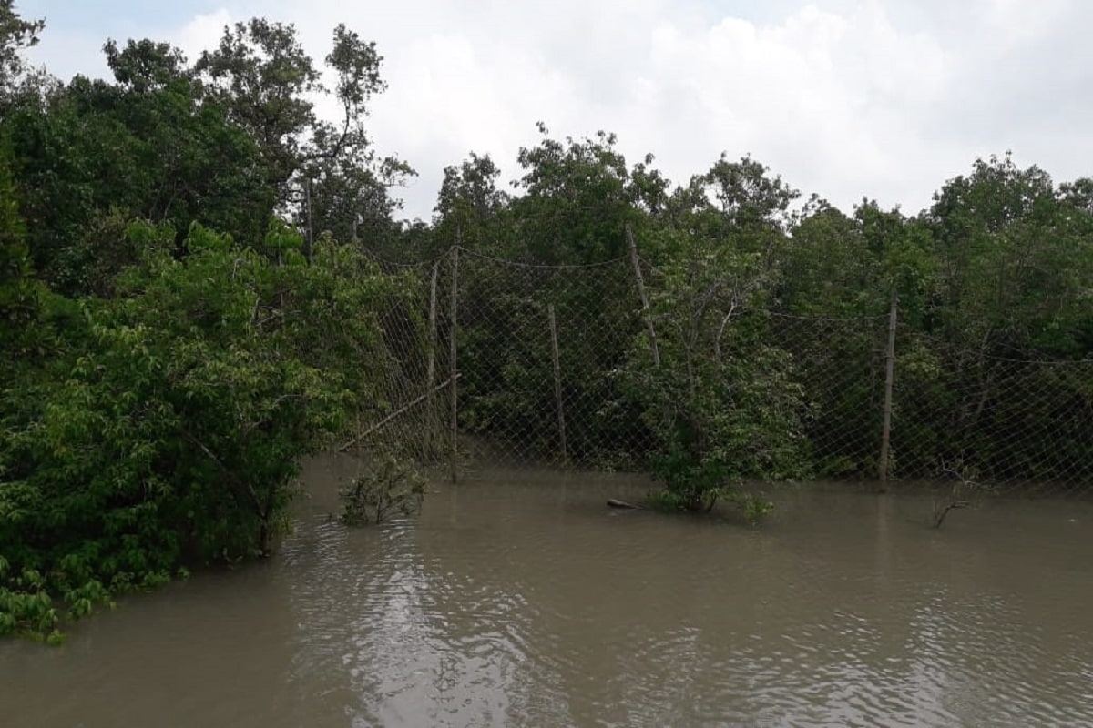 কিন্তু বাঘটিকে খাঁচা বন্দি করার জন্য তিনটি পয়েন্টে খাঁচা পাতা হয় আর তাতেই রাতেই বন দপ্তরের পাতা ফাঁদে ধরা দিল সুন্দরবনের রয়েল বেঙ্গল টাইগার। ওই গ্রামের ঠিক উল্টো দিকে আজমলমারি জঙ্গলের দিকে পাতা হয়েছিল ৩ খাঁচা। খাবারের লোভে সেখানে এসেই ধরা পড়েছে মহারাজ।স্বস্তি গ্রামবাসীদের ও বন কর্মকর্তাদের। বাঘটিকে আজমল বাড়ির জঙ্গল থেকে নিয়ে গভীর জঙ্গলে ছেড়ে দেওয়া হবে বনদফতর সূত্রের খবর। Input- Arpan Mandal কিন্তু বাঘটিকে খাঁচা বন্দি করার জন্য তিনটি পয়েন্টে খাঁচা পাতা হয় আর তাতেই রাতেই বন দপ্তরের পাতা ফাঁদে ধরা দিল সুন্দরবনের রয়েল বেঙ্গল টাইগার। ওই গ্রামের ঠিক উল্টো দিকে আজমলমারি জঙ্গলের দিকে পাতা হয়েছিল ৩ খাঁচা। খাবারের লোভে সেখানে এসেই ধরা পড়েছে মহারাজ।স্বস্তি গ্রামবাসীদের ও বন কর্মকর্তাদের। বাঘটিকে আজমল বাড়ির জঙ্গল থেকে নিয়ে গভীর জঙ্গলে ছেড়ে দেওয়া হবে বনদফতর সূত্রের খবর। Input- Arpan Mandal