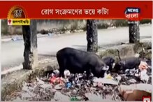 জলপাইগুড়িতে শূকর আতঙ্ক, রোগ সংক্রমণের ভয়ে কাঁটা জলপাইগুড়িতে শূকর আতঙ্ক, রোগ সংক্রমণের ভয়ে কাঁটা