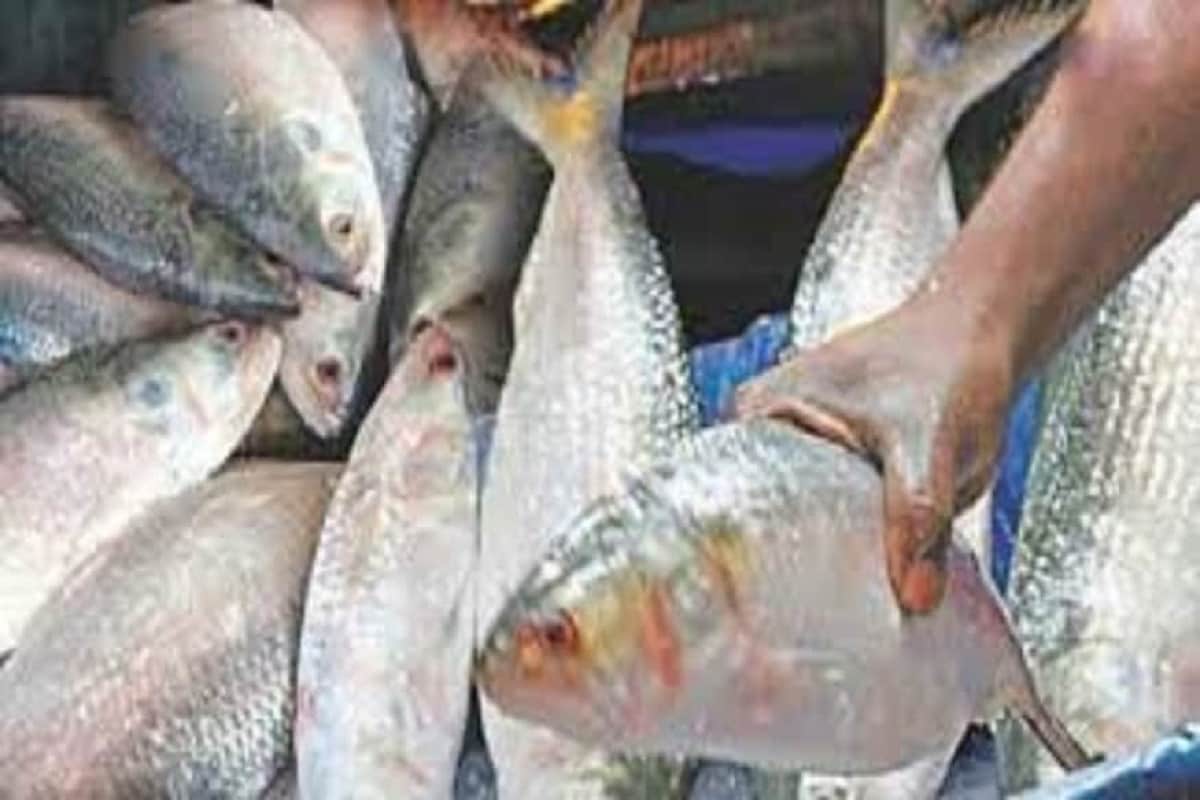 ২০১২ সাল থেকে ভারতে ইলিশ পাঠানো বন্ধ রেখেছিল বাংলাদেশ। কিন্তু অর্থনীতি ও কূটনৈতিক সম্পর্কের কথা মাথায় রেখেই ২০১৯ সালে খুলে দেওয়া হয় সব আগল। গত বছর বাংলাদেশ থেকে দুর্গাপুজোর আগে মোট ৫০০ টন ইলিশ আসে এ দেশে। ২০১২ সাল থেকে ভারতে ইলিশ পাঠানো বন্ধ রেখেছিল বাংলাদেশ। কিন্তু অর্থনীতি ও কূটনৈতিক সম্পর্কের কথা মাথায় রেখেই ২০১৯ সালে খুলে দেওয়া হয় সব আগল। গত বছর বাংলাদেশ থেকে দুর্গাপুজোর আগে মোট ৫০০ টন ইলিশ আসে এ দেশে।