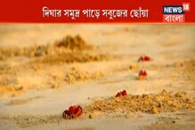 পর্যটকের পা পড়ছে না বহুদিন, তাই দিঘার সৈকত এখন লাল-কাঁকড়াদের দখলে পর্যটকের পা পড়ছে না বহুদিন, তাই দিঘার সৈকত এখন লাল-কাঁকড়াদের দখলে