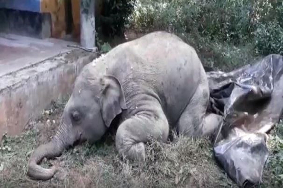 আবার হস্তী শাবকের মৃত্যু। শুক্রবার রাতে একটি হস্তী শাবকের মৃত্যু হল গুড়গুড়িপাল থানার ডুমুরকোঠায়। এলাকার জঙ্গল লাগোয়া ধান জমিতে স্থানীয়রা শনিবার সকালে একটি হস্তী শাবককে মৃত অবস্থায় পড়ে থাকতে দেখে খবর দেয় বন দফতরে। বন দফতরের কর্মীরা এসে দীর্ঘ প্রচেষ্টার পর হস্তী শাবকটিকে উদ্ধার করে। আবার হস্তী শাবকের মৃত্যু। শুক্রবার রাতে একটি হস্তী শাবকের মৃত্যু হল গুড়গুড়িপাল থানার ডুমুরকোঠায়। এলাকার জঙ্গল লাগোয়া ধান জমিতে স্থানীয়রা শনিবার সকালে একটি হস্তী শাবককে মৃত অবস্থায় পড়ে থাকতে দেখে খবর দেয় বন দফতরে। বন দফতরের কর্মীরা এসে দীর্ঘ প্রচেষ্টার পর হস্তী শাবকটিকে উদ্ধার করে।