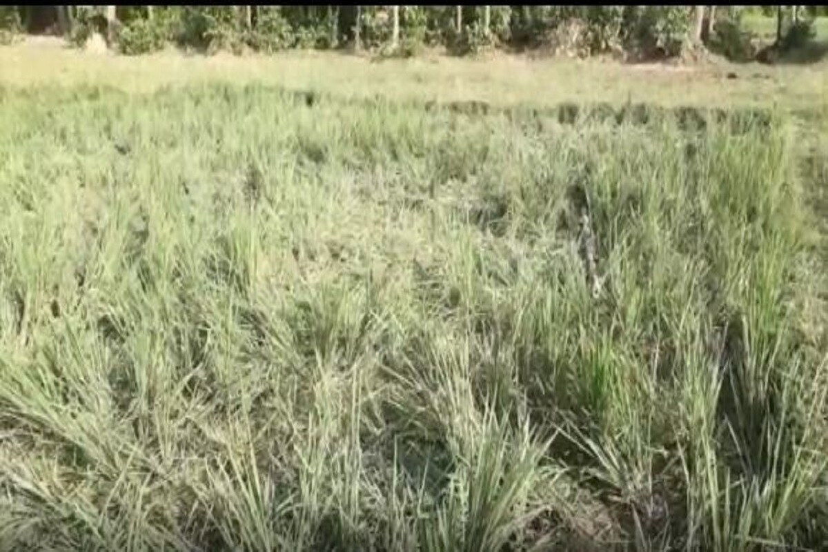 সেখানেই রাতে ঘটনাটি ঘটে। ঘটনার পর থেকেই ক্ষিপ্ত হয়ে ওঠে হাতির পাল। হুলা পার্টির লোকজন গিয়েও ওই হাতির পালটিকে সরাতে পারেনি গভীর রাত পর্যন্ত। সেখানেই রাতে ঘটনাটি ঘটে। ঘটনার পর থেকেই ক্ষিপ্ত হয়ে ওঠে হাতির পাল। হুলা পার্টির লোকজন গিয়েও ওই হাতির পালটিকে সরাতে পারেনি গভীর রাত পর্যন্ত।