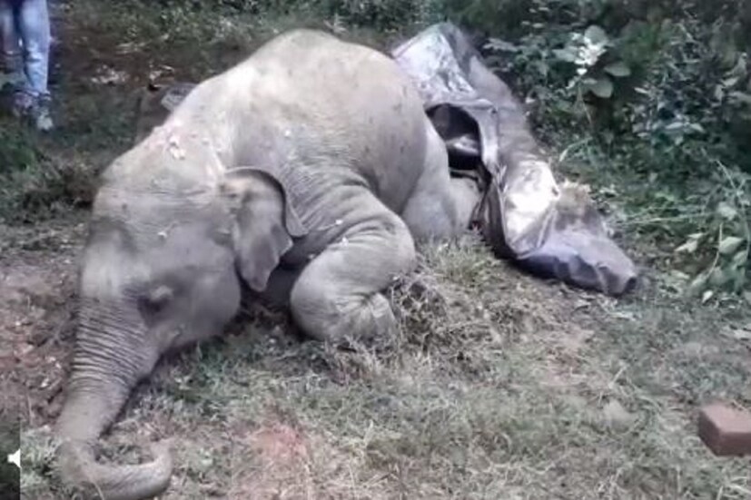 শেষপর্যন্ত আজ সকালে হাতির পালটিকে জঙ্গলে পাঠিয়ে হাতিটিকে উদ্ধার করে বন দফতরের কর্মীরা। কিভাবে মারা গেল হস্তী শাবকটি তা ময়নাতদন্তের পরই পরিষ্কার হবে বলে জানিয়েছে বন দফতর। Input- Sovon Das