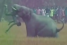 নিজের ক্ষেত পাহারা দিচ্ছিলেন, শুঁড়ে পেঁচিয়ে আছড়ে মেরে ফেলল হাতি নিজের ক্ষেত পাহারা দিচ্ছিলেন, শুঁড়ে পেঁচিয়ে আছড়ে মেরে ফেলল হাতি