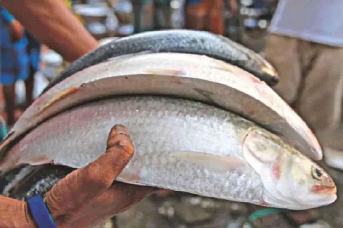হৃদযন্ত্র, চোখ হাড়ের কাঠামো ঠিক রাখে ইলিশের মতো সামুদ্রিক মাছে থাকা ওমেগা থ্রি ফ্যাটি অ্যাসিড। মোনো ও পলিআনস্যাচুরেটেড ফ্যাট স্নায়ুর ক্ষয় রোধ করে। হৃদযন্ত্র, চোখ হাড়ের কাঠামো ঠিক রাখে ইলিশের মতো সামুদ্রিক মাছে থাকা ওমেগা থ্রি ফ্যাটি অ্যাসিড। মোনো ও পলিআনস্যাচুরেটেড ফ্যাট স্নায়ুর ক্ষয় রোধ করে।