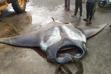 ৭৫০ কেজির দৈত্যাকার মাছ ধরা পড়ল জালে ! অবাক মৎস্যজীবীরাও ৭৫০ কেজির দৈত্যাকার মাছ ধরা পড়ল জালে ! অবাক মৎস্যজীবীরাও