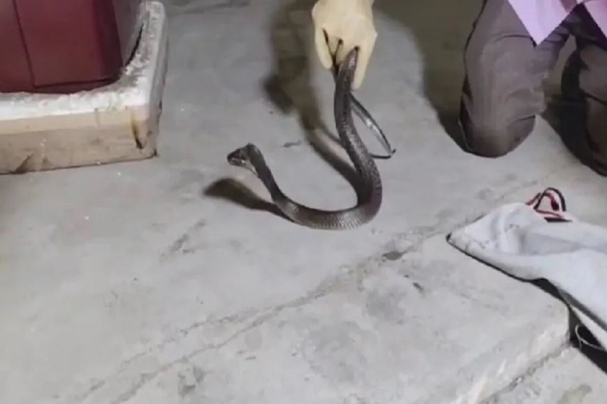তাঁকে স্নেক ম্যান বলা হয়৷ সাপ ধরে নিয়ে তার মাথাটা কাপড় দিয়ে বেঁধে দেন৷ তিনি কনফার্ম সাপটি হেলে নয় একেবারে কেউটে৷ যে একবার ছোবল দিলে মৃত্যু অবধি হতে পারে৷ (Photo: News18) তাঁকে স্নেক ম্যান বলা হয়৷ সাপ ধরে নিয়ে তার মাথাটা কাপড় দিয়ে বেঁধে দেন৷ তিনি কনফার্ম সাপটি হেলে নয় একেবারে কেউটে৷ যে একবার ছোবল দিলে মৃত্যু অবধি হতে পারে৷ (Photo: News18)
