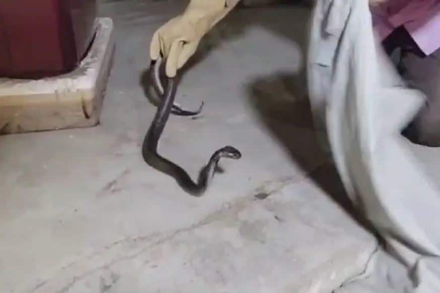 স্নেকম্যান জানিয়েছেন আবহওয়ার পরিবর্তনের কারণে জঙ্গল থেকে ঝাঁকে ঝাঁকে সাপ বেরিয়ে আসছে৷ তাদের সংখ্যাও প্রচুর বেড়ে গেছে৷ (Photo: News18) স্নেকম্যান জানিয়েছেন আবহওয়ার পরিবর্তনের কারণে জঙ্গল থেকে ঝাঁকে ঝাঁকে সাপ বেরিয়ে আসছে৷ তাদের সংখ্যাও প্রচুর বেড়ে গেছে৷ (Photo: News18)