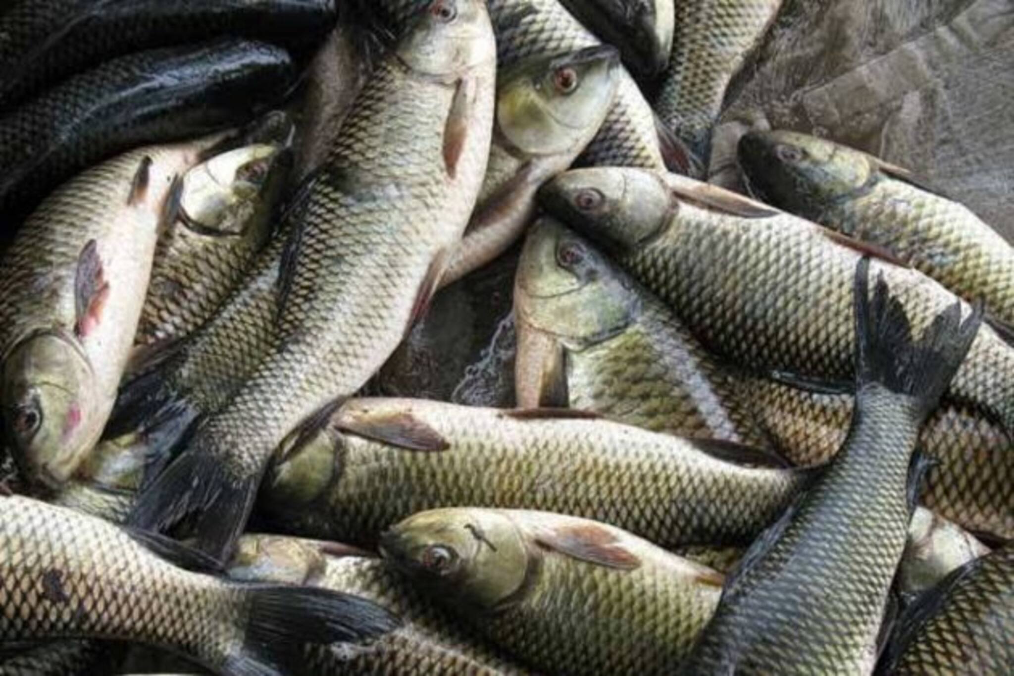 সিউড়ির বাজারে আস্ত অ্যাকোয়ারিয়াম! রোজ পছন্দসই জ্যান্ত মাছ পাচ্ছেন ক্রেতারা