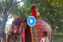 Viralvideo|হাতির পিঠে যোগব্যায়াম করতে করতে উল্টে পড়লেন বাবা রামদেব!দেখুন ভিডিও