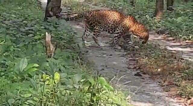 *সচিন বরাবরই বদ মেজাজের। সে একবার এক বনকর্মীর ঘাড়েও বসিয়ে দেয় দাঁত। সেই সচিনকে ফের বাগে আনতে কম ঘাম ঝড়াতে হয়নি বনকর্মীদের। এনক্লোজার থেকে বের হয়ে আবারও স্বমহিমায় শচীন! পুরনো ফর্মে কাঁপাচ্ছে সাফারি পার্কের জঙ্গল। লেপার্ড সাফারিতে অন্য মেজাজে সচিন। সঙ্গে সৌরভকে নিয়ে লম্বা ইনিংসের পথে। *সচিন বরাবরই বদ মেজাজের। সে একবার এক বনকর্মীর ঘাড়েও বসিয়ে দেয় দাঁত। সেই সচিনকে ফের বাগে আনতে কম ঘাম ঝড়াতে হয়নি বনকর্মীদের। এনক্লোজার থেকে বের হয়ে আবারও স্বমহিমায় শচীন! পুরনো ফর্মে কাঁপাচ্ছে সাফারি পার্কের জঙ্গল। লেপার্ড সাফারিতে অন্য মেজাজে সচিন। সঙ্গে সৌরভকে নিয়ে লম্বা ইনিংসের পথে।