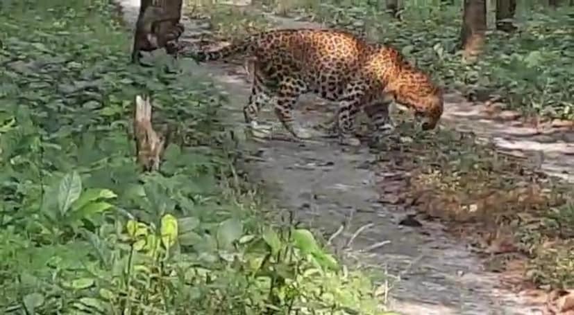 *সচিন বরাবরই বদ মেজাজের। সে একবার এক বনকর্মীর ঘাড়েও বসিয়ে দেয় দাঁত। সেই সচিনকে ফের বাগে আনতে কম ঘাম ঝড়াতে হয়নি বনকর্মীদের। এনক্লোজার থেকে বের হয়ে আবারও স্বমহিমায় শচীন! পুরনো ফর্মে কাঁপাচ্ছে সাফারি পার্কের জঙ্গল। লেপার্ড সাফারিতে অন্য মেজাজে সচিন। সঙ্গে সৌরভকে নিয়ে লম্বা ইনিংসের পথে।