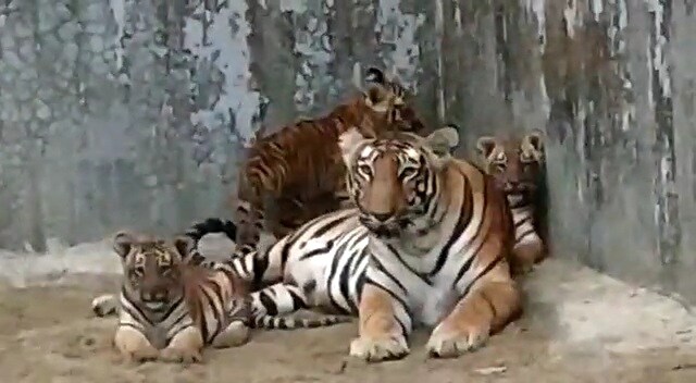 *অন্যদিকে, রয়েল বেঙ্গল টাইগার শীলা তার তিন শাবককে নিয়ে খোশ মেজাজেই রয়েছে। লকডাউনের সময়ে গর্ভবতী হয় শীলা। গত ১২ অগাস্ট তিন শাবকের জন্ম দেয় শীলা। মাতৃস্নেহে বড় হয়ে উঠছে। এখনও তিন শাবকের নামকরণ করা হয়নি। তাদের ওপরও নজরদারি চালাচ্ছে বনকর্মীরা। আসছে নতুন বছরে পর্যটকদের কাছে আসতে পারে নতুন অতিথিরা। *অন্যদিকে, রয়েল বেঙ্গল টাইগার শীলা তার তিন শাবককে নিয়ে খোশ মেজাজেই রয়েছে। লকডাউনের সময়ে গর্ভবতী হয় শীলা। গত ১২ অগাস্ট তিন শাবকের জন্ম দেয় শীলা। মাতৃস্নেহে বড় হয়ে উঠছে। এখনও তিন শাবকের নামকরণ করা হয়নি। তাদের ওপরও নজরদারি চালাচ্ছে বনকর্মীরা। আসছে নতুন বছরে পর্যটকদের কাছে আসতে পারে নতুন অতিথিরা।