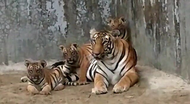 *২০১৯-এর ১ জানুয়ারির সকালে এনক্লোজার টপকে পালিয়ে গিয়েছিল সচিন। হুলুস্থল পড়ে যায়। চলে বিস্তর খোঁজাখুজি। ড্রোন ক্যামেরায় চালানো হয় নজরদারি। চার দিন পর ৫ জানুয়ারি নিজের এনক্লোজারে একাই ফিরে আসে সচিন। তারপর লেপার্ড এনক্লোজারে বাড়ানো হয় নিরাপত্তা ব্যবস্থা। সিসি টিভি বসানো হয়। পাহাড়ার জন্য বেশ কয়েকজন বনরক্ষী নিয়োগ করা হয়। *২০১৯-এর ১ জানুয়ারির সকালে এনক্লোজার টপকে পালিয়ে গিয়েছিল সচিন। হুলুস্থল পড়ে যায়। চলে বিস্তর খোঁজাখুজি। ড্রোন ক্যামেরায় চালানো হয় নজরদারি। চার দিন পর ৫ জানুয়ারি নিজের এনক্লোজারে একাই ফিরে আসে সচিন। তারপর লেপার্ড এনক্লোজারে বাড়ানো হয় নিরাপত্তা ব্যবস্থা। সিসি টিভি বসানো হয়। পাহাড়ার জন্য বেশ কয়েকজন বনরক্ষী নিয়োগ করা হয়।