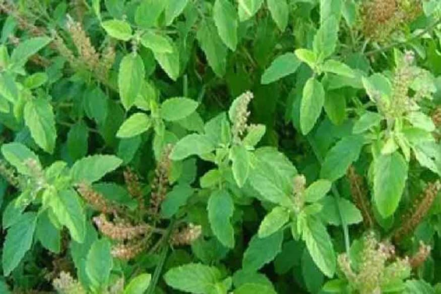 তুলসী--শরীরের রোগপ্রতিরোধক্ষমতা বাড়ায়, মাথাব্যথা কমায়, জ্বরজারি সারায়, হৃদযন্ত্র সতেজ রাখে। পাশাপাশি জীবাণুরোধক হিসেবেও তুলসী সুপরিচিত। তুলসী--শরীরের রোগপ্রতিরোধক্ষমতা বাড়ায়, মাথাব্যথা কমায়, জ্বরজারি সারায়, হৃদযন্ত্র সতেজ রাখে। পাশাপাশি জীবাণুরোধক হিসেবেও তুলসী সুপরিচিত।