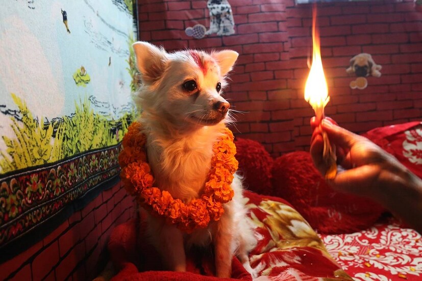 এই কুকুর তিহারে মেতে ওঠে গোটা দেশ। photo source collected