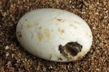মধ্যপ্রদেশ থেকে মিলল ডাইনোসরের সাতটি ডিম !
