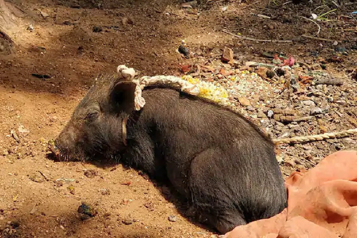 সরকারি আধিকারিকরা জানিয়েছেন, খাবারের মাধ্যমে H1N2 ভাইরাস মানব দেহে প্রবেশ করে না৷ ফলে শুয়োরের মাংস খেয়ে এই ভাইরাসে আক্রান্ত হওয়ার সম্ভাবনা নেই৷ তবে এই ভাইরাসে আক্রান্ত শুয়োরের সংস্পর্শে কেউ এলে আক্রান্ত হতে পারেন৷ স্বস্তির বিষয় হল, H1N2 ভাইরাস সহজে একজন মানুষের থেকে অন্যজনের শরীরে ছড়ায় না৷প্রতীকী ছবি সরকারি আধিকারিকরা জানিয়েছেন, খাবারের মাধ্যমে H1N2 ভাইরাস মানব দেহে প্রবেশ করে না৷ ফলে শুয়োরের মাংস খেয়ে এই ভাইরাসে আক্রান্ত হওয়ার সম্ভাবনা নেই৷ তবে এই ভাইরাসে আক্রান্ত শুয়োরের সংস্পর্শে কেউ এলে আক্রান্ত হতে পারেন৷ স্বস্তির বিষয় হল, H1N2 ভাইরাস সহজে একজন মানুষের থেকে অন্যজনের শরীরে ছড়ায় না৷প্রতীকী ছবি