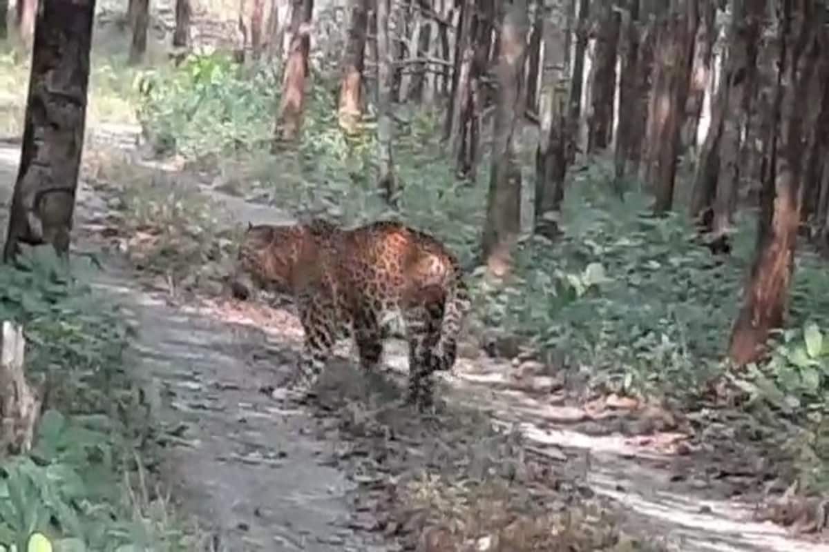 *ফের ময়দানে সচিন! রোদ মাখা শীতের আলসে দুপুরে ফের দাপুটে সচিনের মুখোমুখি! দীর্ঘ দিন বিশ্রামের পর আবারও নিজের মেজাজে সে! সঙ্গী সৌরভ। ভাবছেন কোন শচীন, সৌরভের কথা বলছি! এরা দুই চিতাবাঘ।পর্যটকদের কাছে সচিন-সৌরভ জুটি বরাবরই প্রিয়। আবারও তাদের হাজির করেছে সাফারি পার্ক কর্তৃপক্ষ। শিলিগুড়ির বেঙ্গল সাফারি পার্কের দুই লেপার্ড। যাদের পোশাকি নাম সচিন ও সৌরভ। আরও তিনটি লেপার্ড রয়েছে এখানে। তবে আপাতত পর্যটকদের সামনে সচিন আর সৌরভের অনবদ্য জুটির দাপট। *ফের ময়দানে সচিন! রোদ মাখা শীতের আলসে দুপুরে ফের দাপুটে সচিনের মুখোমুখি! দীর্ঘ দিন বিশ্রামের পর আবারও নিজের মেজাজে সে! সঙ্গী সৌরভ। ভাবছেন কোন শচীন, সৌরভের কথা বলছি! এরা দুই চিতাবাঘ।পর্যটকদের কাছে সচিন-সৌরভ জুটি বরাবরই প্রিয়। আবারও তাদের হাজির করেছে সাফারি পার্ক কর্তৃপক্ষ। শিলিগুড়ির বেঙ্গল সাফারি পার্কের দুই লেপার্ড। যাদের পোশাকি নাম সচিন ও সৌরভ। আরও তিনটি লেপার্ড রয়েছে এখানে। তবে আপাতত পর্যটকদের সামনে সচিন আর সৌরভের অনবদ্য জুটির দাপট।