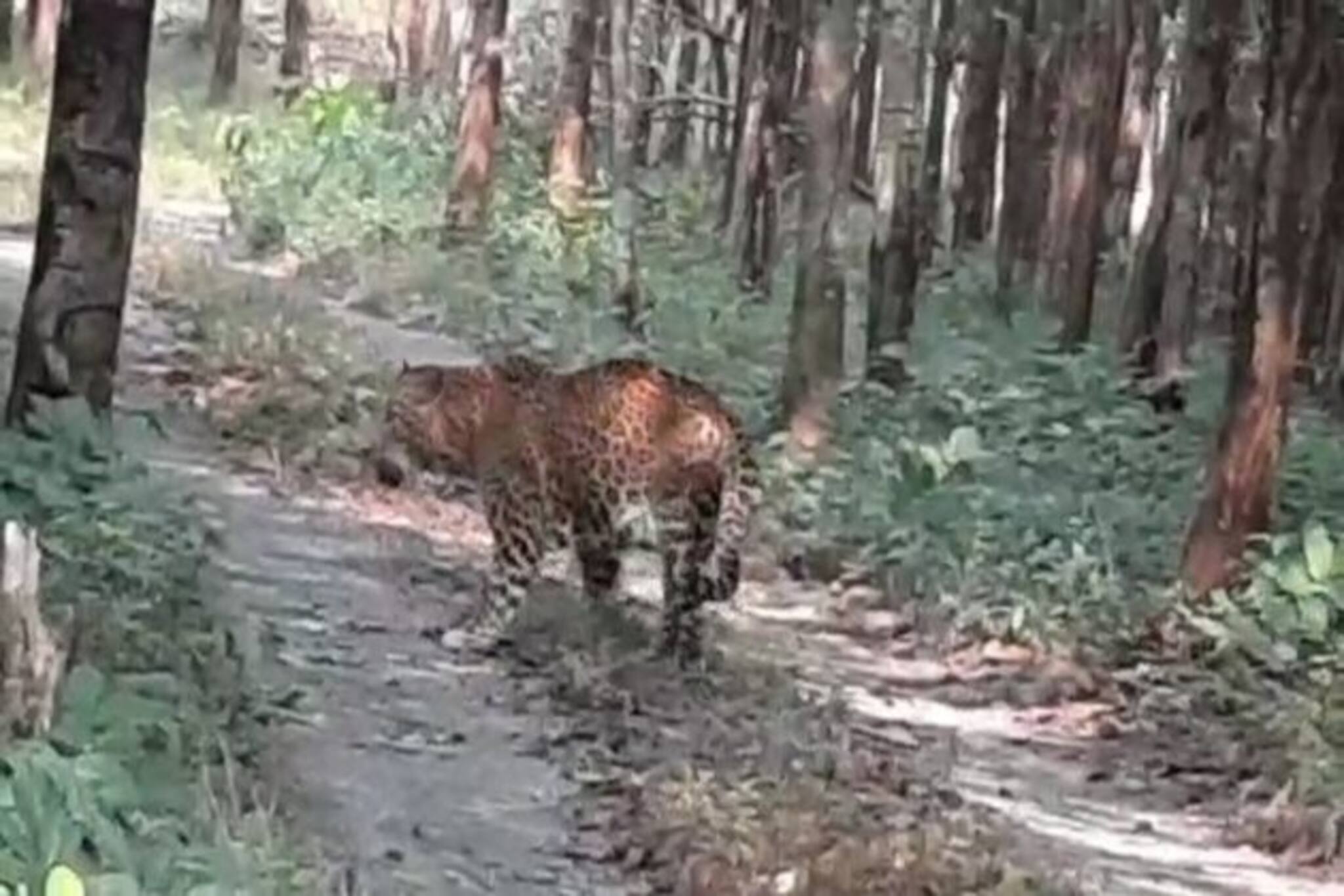 ফের সামনে এল 'সচিন', সঙ্গী 'সৌরভ'! বেঙ্গল সাফারি পার্ক দাপিয়ে বেড়াচ্ছে ২ চিতাবাঘ