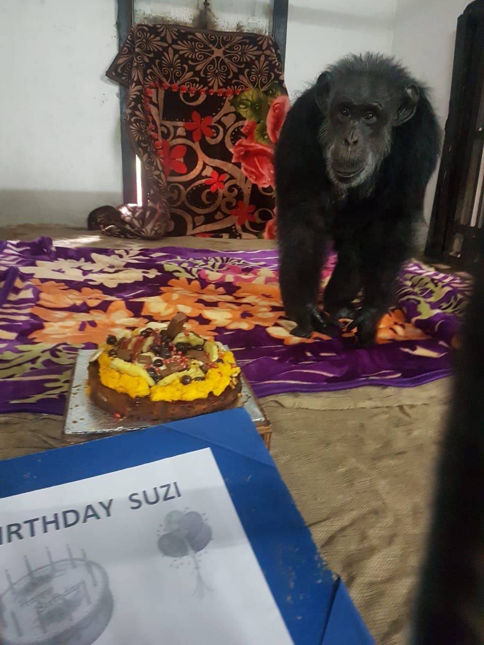 • চিড়িয়াখানা কর্তৃপক্ষ বৃহস্পতিবার একটি বিবৃতিতে জানিয়েছে, এ দিন সকালে মৃত্যু হয়েছে সুজির । সকালে তাকে নিথর ভাবে পড়ে থাকতে দেখেই সন্দেহ হয় কর্মীদের । এরপর চিড়িয়াখানার চিকিৎসকরা জানান, হার্ট অ্যাটাকে মৃত্যু হয়েছে এই শিম্পাঞ্জির । • চিড়িয়াখানা কর্তৃপক্ষ বৃহস্পতিবার একটি বিবৃতিতে জানিয়েছে, এ দিন সকালে মৃত্যু হয়েছে সুজির । সকালে তাকে নিথর ভাবে পড়ে থাকতে দেখেই সন্দেহ হয় কর্মীদের । এরপর চিড়িয়াখানার চিকিৎসকরা জানান, হার্ট অ্যাটাকে মৃত্যু হয়েছে এই শিম্পাঞ্জির ।